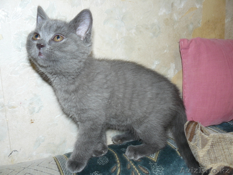 БРИТАНСКИЕ КОТЯТА РАЗНЫХ ОКРАСОВ - Изображение #1, Объявление #447033