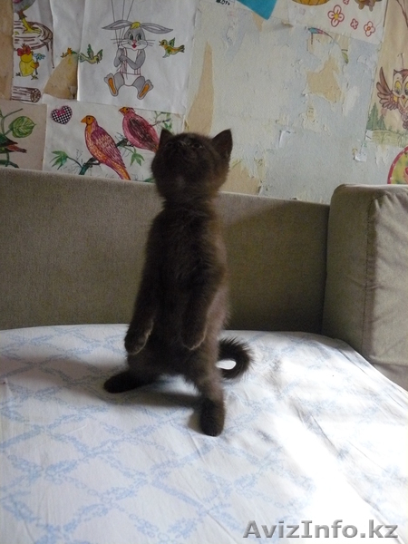 БРИТАНСКИЕ КОТЯТА РАЗНЫХ ОКРАСОВ - Изображение #2, Объявление #447033