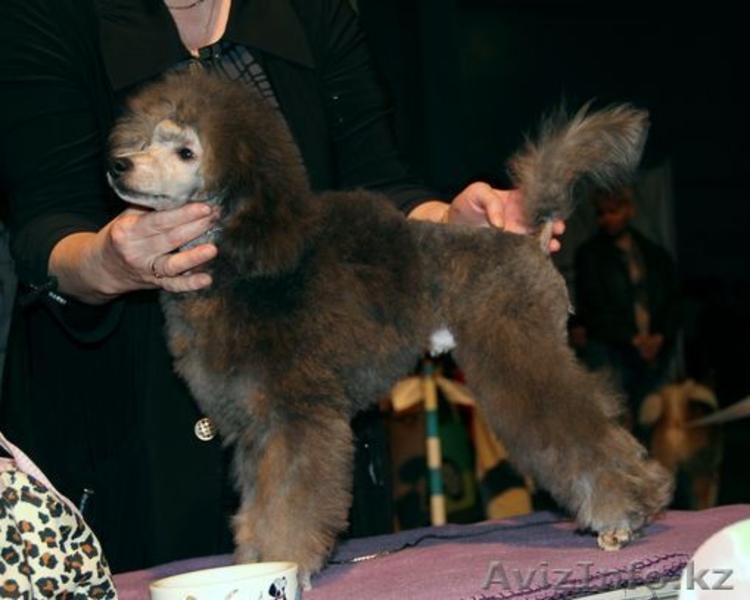 Щенки серебристого миниатюрного пуделя - продам - Изображение #1, Объявление #432914