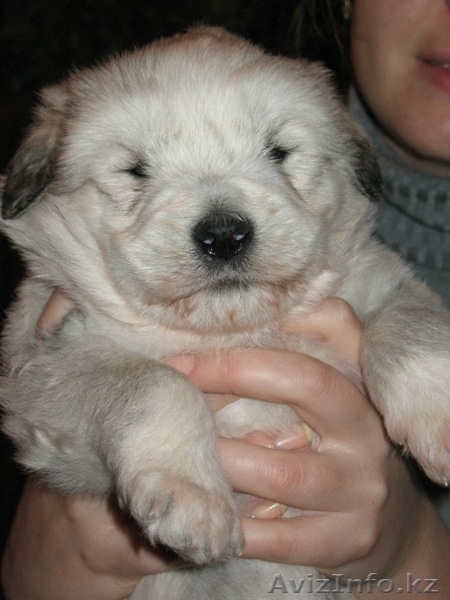 Продаю щенков Южнорусской овчарки - Изображение #3, Объявление #451866