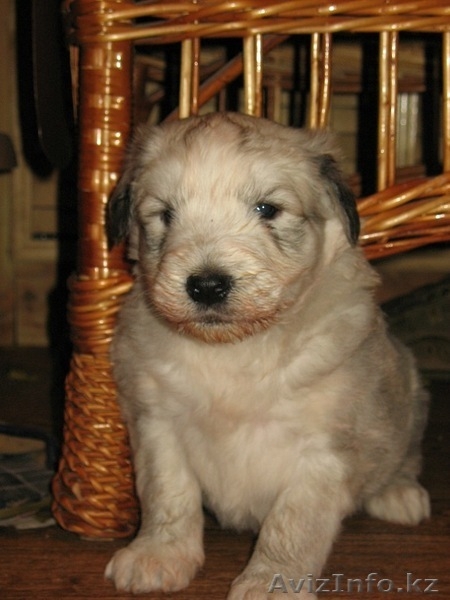 Продаю щенков Южнорусской овчарки - Изображение #2, Объявление #451866