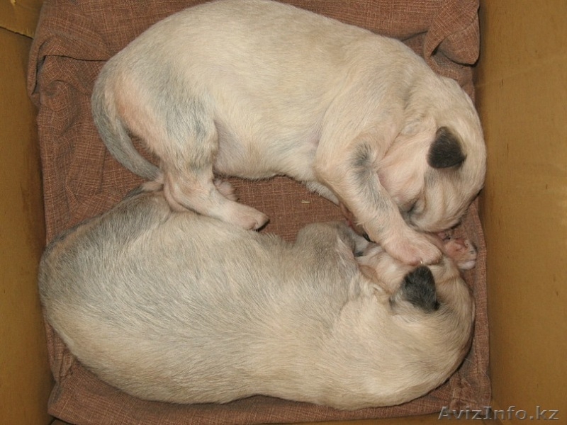 Продаю щенков Южнорусской овчарки - Изображение #1, Объявление #451866