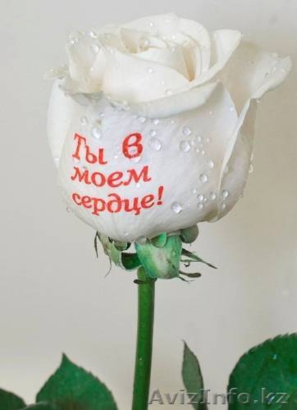 Говорящие цветы - Изображение #3, Объявление #476133