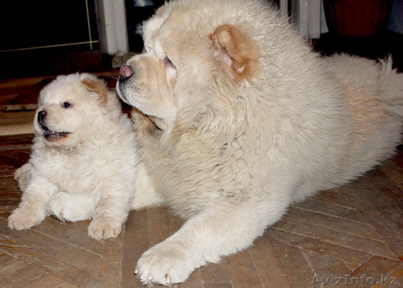 Чау-чау щенок продается - Изображение #3, Объявление #477231