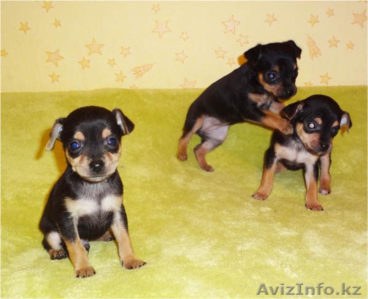 Продам щенков русского той-терьера в Алматы. - Изображение #2, Объявление #463869