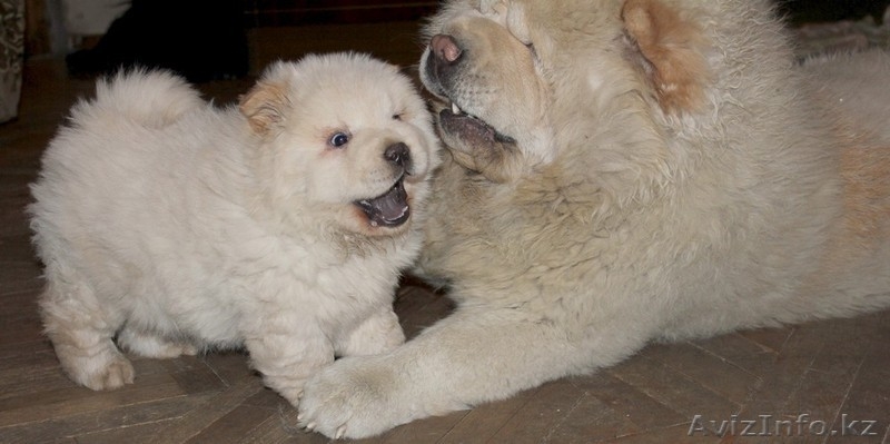 Чау-чау щенок продается - Изображение #2, Объявление #477231