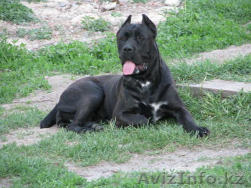 Элитные щенки кане корсо от импортированных родителей! - Изображение #1, Объявление #478220