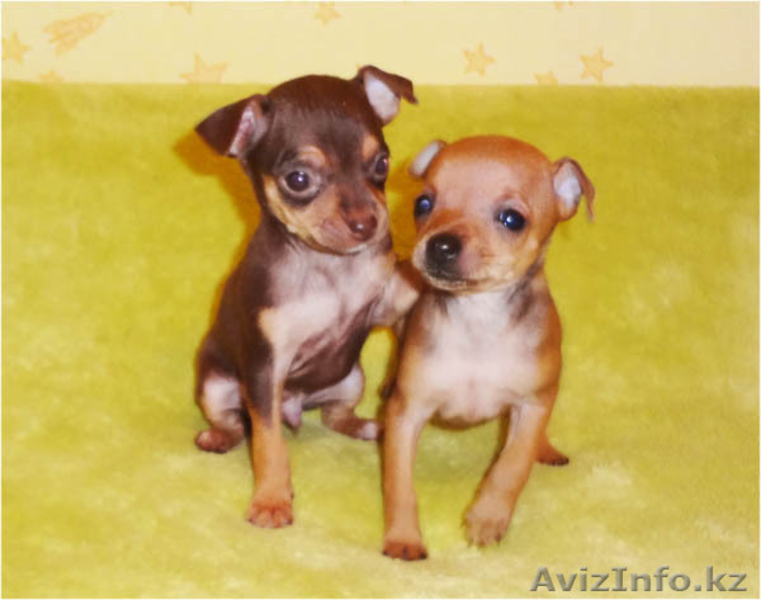 Продам щенков русского той-терьера в Алматы. - Изображение #1, Объявление #463869