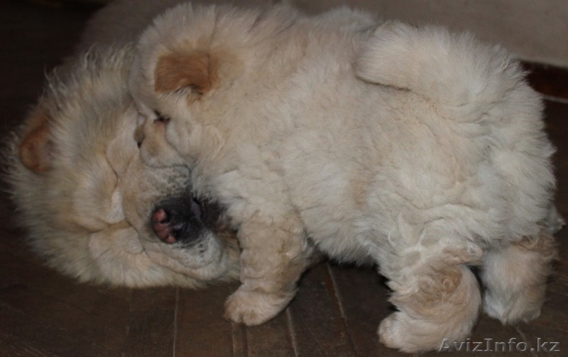 Чау-чау щенок продается - Изображение #1, Объявление #477231