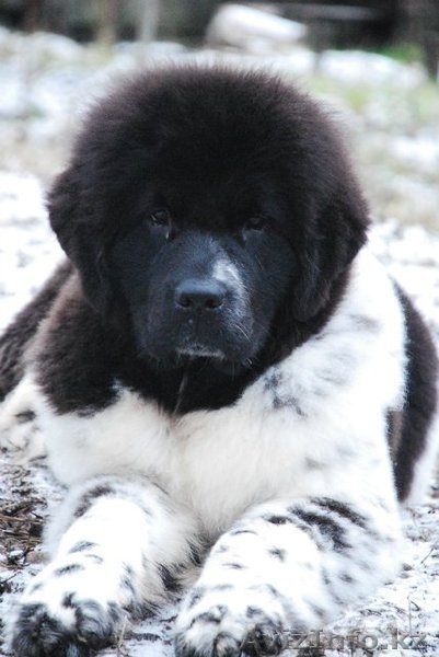 Щенок Ньфаундленда. Девочка - Изображение #1, Объявление #465311