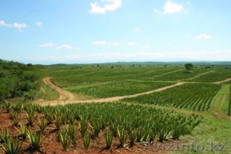 Натуральные соки из серии Алоэ Вера 96% - Изображение #2, Объявление #461771