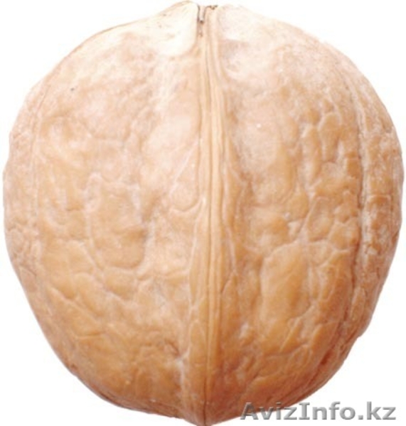 Саженцы (привитые, карликовых, полукарликовых и классических) плодовоягодных. ) - Изображение #5, Объявление #471566