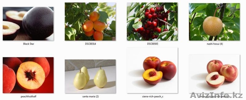 Саженцы (привитые, карликовых, полукарликовых и классических) плодовоягодных. ) - Изображение #1, Объявление #471566