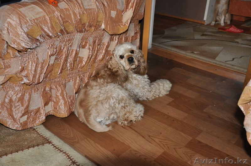 borbossonik_1996@mail.ru - Изображение #1, Объявление #479917