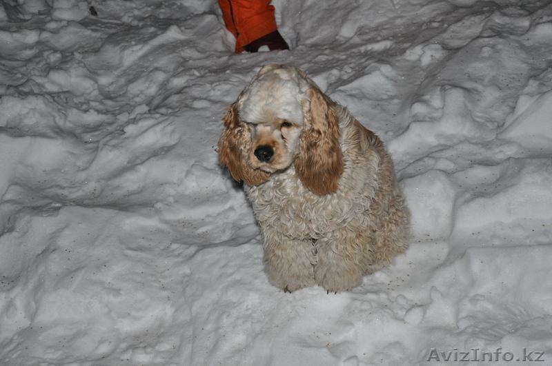 borbossonik_1996@mail.ru - Изображение #2, Объявление #479917