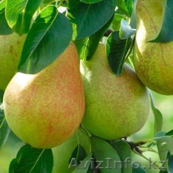 Саженцы (привитые, карликовых, полукарликовых и классических) плодовоягодных. ) - Изображение #2, Объявление #471566