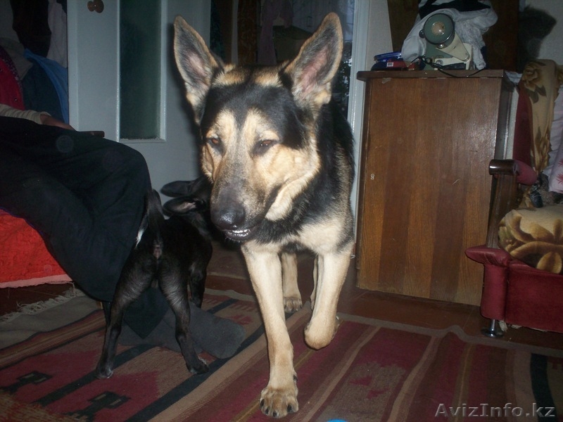 74 Татьяна 25  вильма 1974  - Изображение #2, Объявление #470618