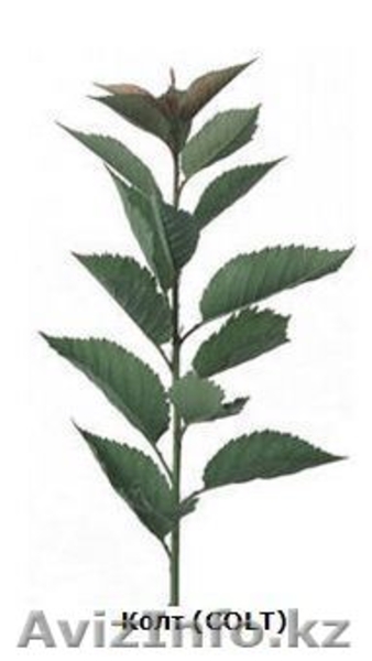 Саженцы и подвои (Virus Free) - Изображение #4, Объявление #471594