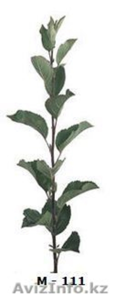 Саженцы и подвои (Virus Free) - Изображение #8, Объявление #471594