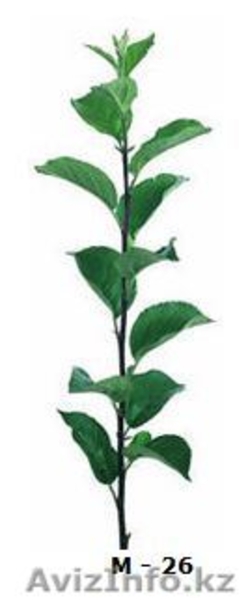 Саженцы и подвои (Virus Free) - Изображение #6, Объявление #471594