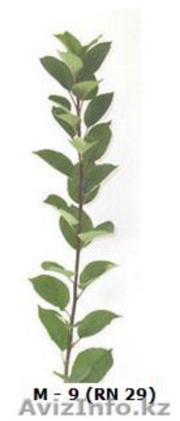 Саженцы и подвои (Virus Free) - Изображение #3, Объявление #471594