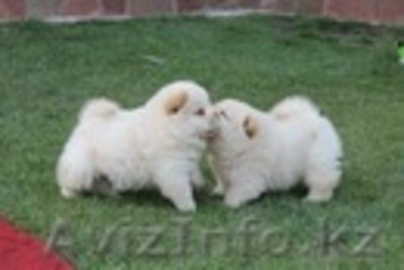 Щенки Чау-Чау шоу класса. - Изображение #3, Объявление #460664