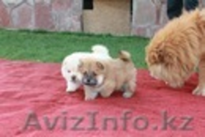 Щенки Чау-Чау шоу класса. - Изображение #1, Объявление #460664