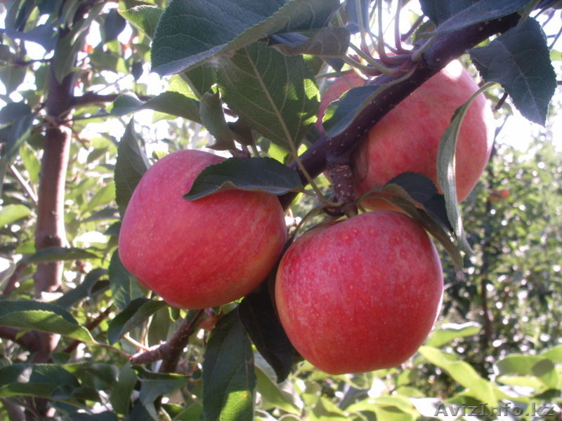 Саженцы (привитые, карликовых, полукарликовых и классических) плодовоягодных. ) - Изображение #6, Объявление #471566