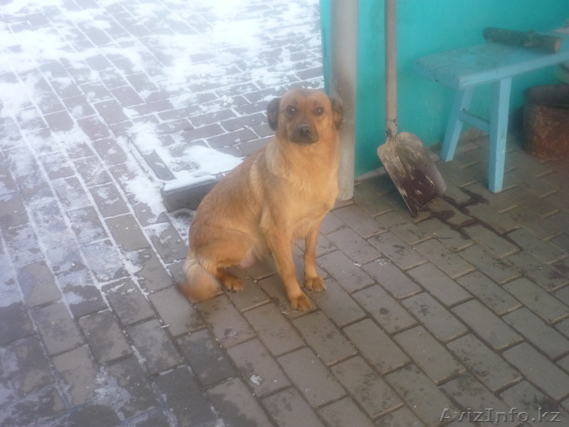 Отдам щенят в хорошие руки - Изображение #2, Объявление #480909