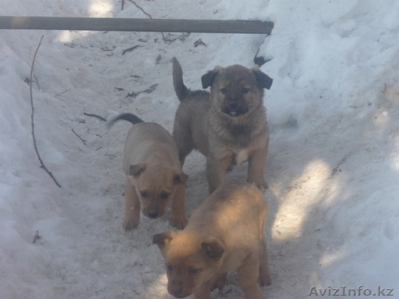 Отдам щенят в хорошие руки - Изображение #1, Объявление #480909