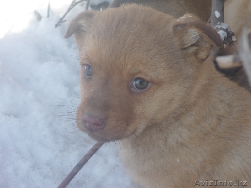 Отдам щенят в хорошие руки - Изображение #4, Объявление #480909