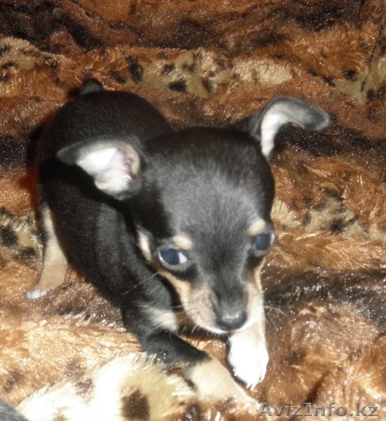 pfvtxfntkmyst щенки той-терьера - Изображение #2, Объявление #465783