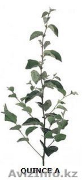 Саженцы и подвои (Virus Free) - Изображение #9, Объявление #471594