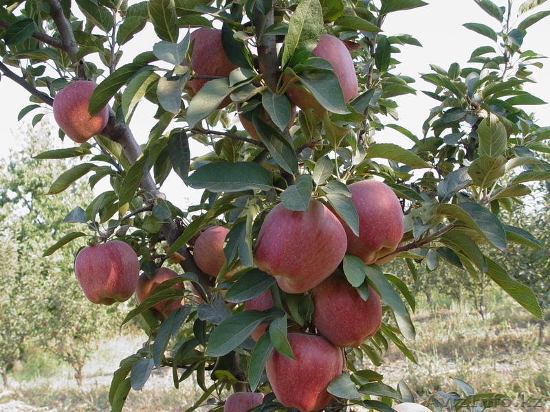 Саженцы (привитые, карликовых, полукарликовых и классических) плодовоягодных. ) - Изображение #8, Объявление #471566