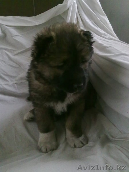 продам кавказскую овчарку  - Изображение #1, Объявление #512634