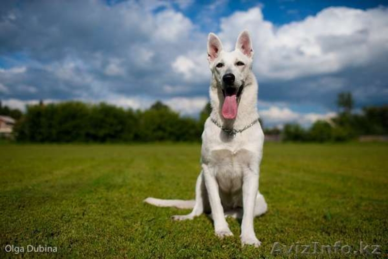 щенки овчарки от родителей чемпионов России!!!  - Изображение #4, Объявление #497856