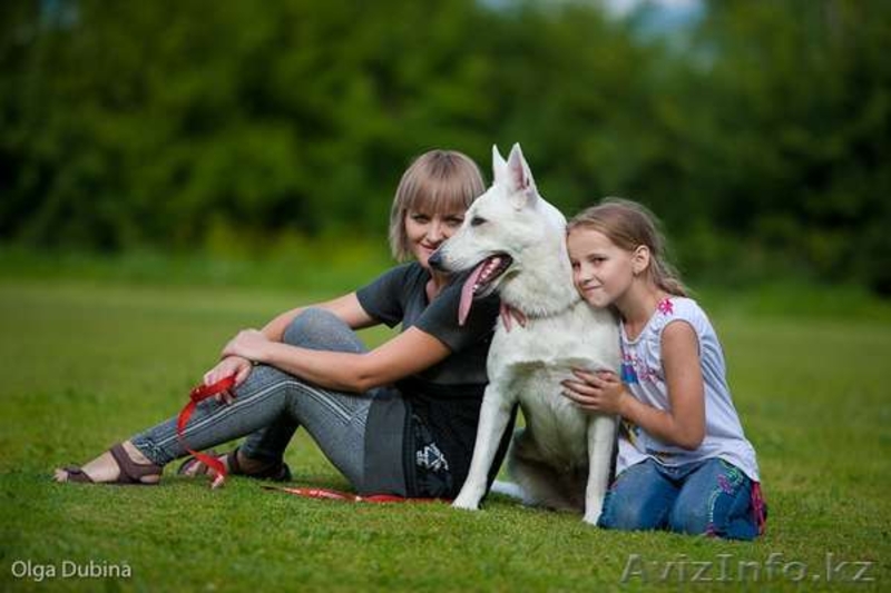 щенки овчарки от родителей чемпионов России!!!  - Изображение #2, Объявление #497856