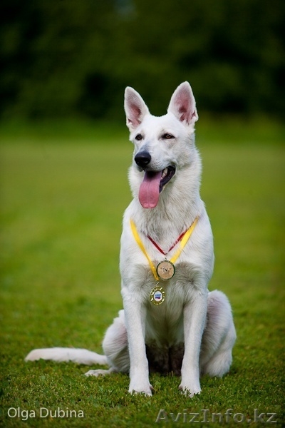 щенки овчарки от родителей чемпионов России!!!  - Изображение #1, Объявление #497856