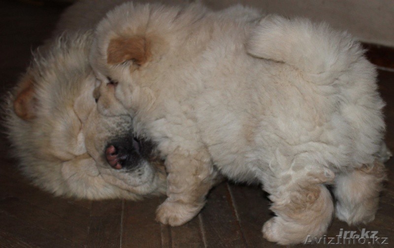 Чау-чау породистый щенок - Изображение #1, Объявление #489891