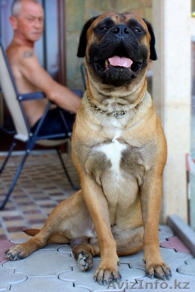 Кобель бульмастифа для вязки - Изображение #2, Объявление #491142