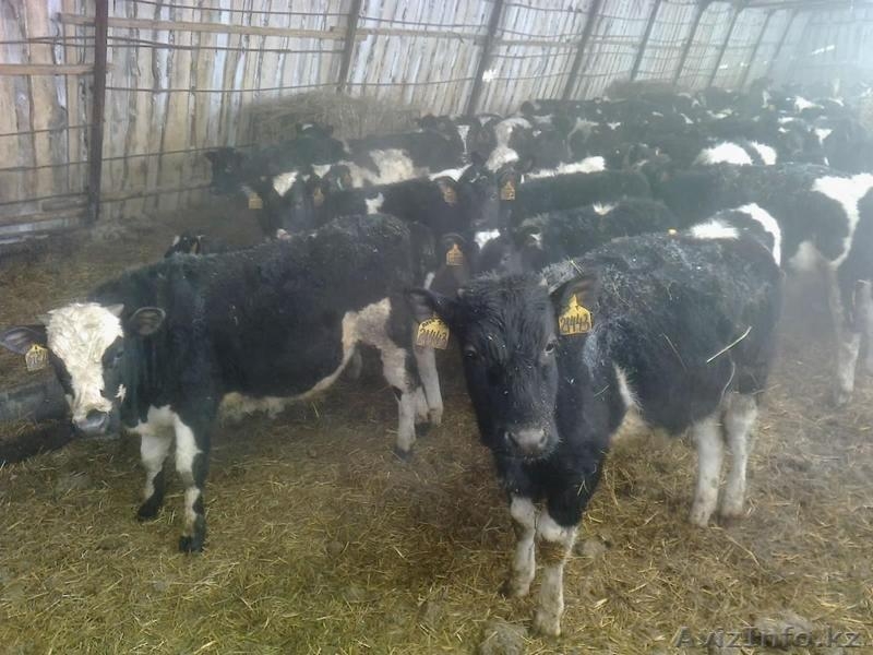 Продам 400 голов племенных бычков  - Изображение #1, Объявление #511860