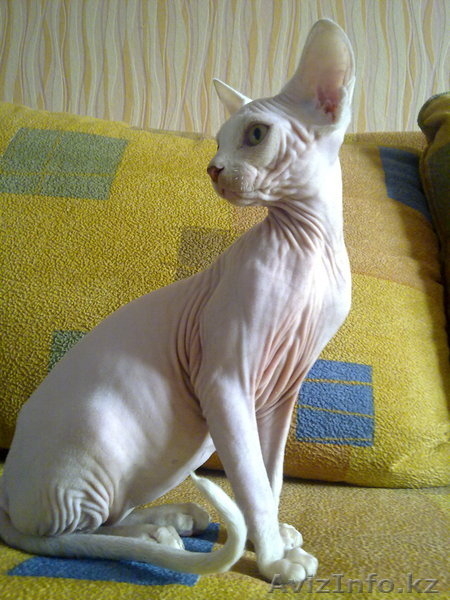 элитные котята канадского сфинкса - Изображение #3, Объявление #508881