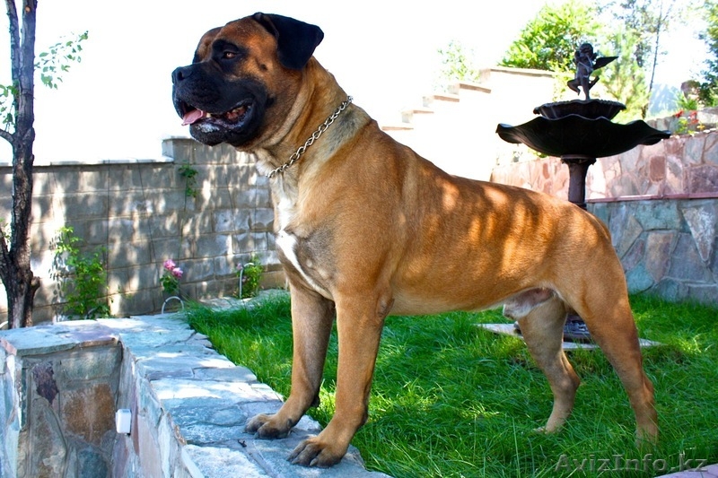 Кобель бульмастифа для вязки - Изображение #1, Объявление #491142