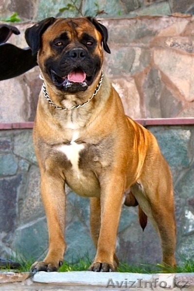 Кобель бульмастифа для вязки - Изображение #3, Объявление #491142
