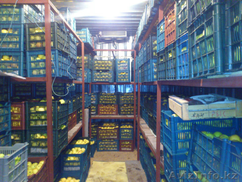 Продаются яблоки (предгорье Заилийского Алатау) - Изображение #3, Объявление #492753