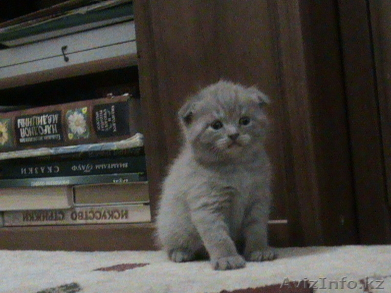 Вислоухие котятки с документами.  - Изображение #2, Объявление #503954