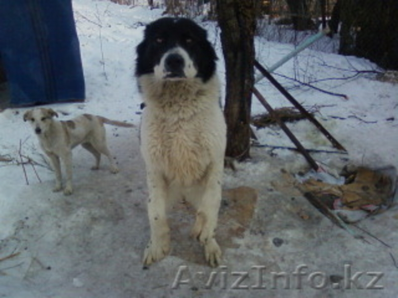 Продам! Щенок породы-Алабай - Изображение #1, Объявление #486409