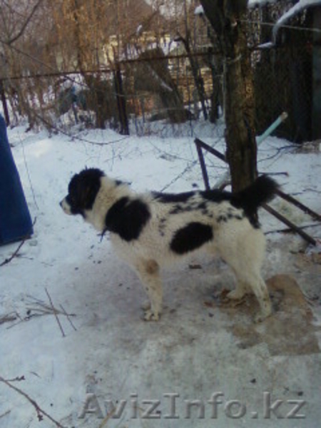 Продам! Щенок породы-Алабай - Изображение #3, Объявление #486409