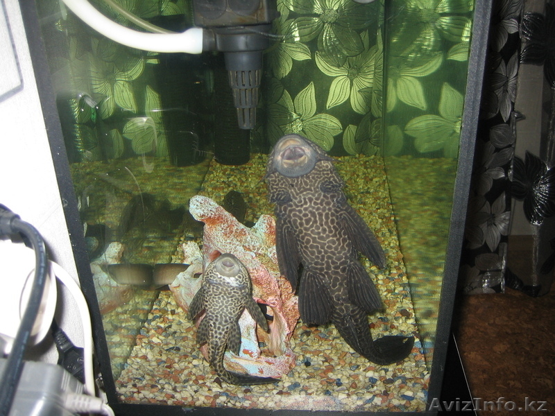 Аквариум 126 литров с рыбами - Изображение #3, Объявление #515144