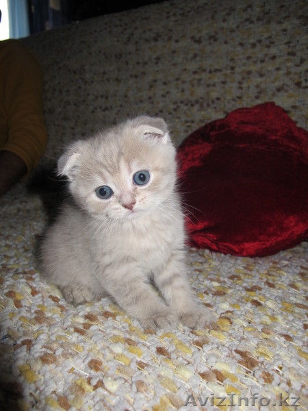 продам вислоухих котят - Изображение #1, Объявление #496635